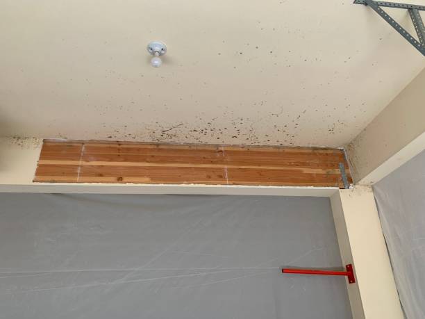 Mold Odor Removal Services in West Laurel, MD